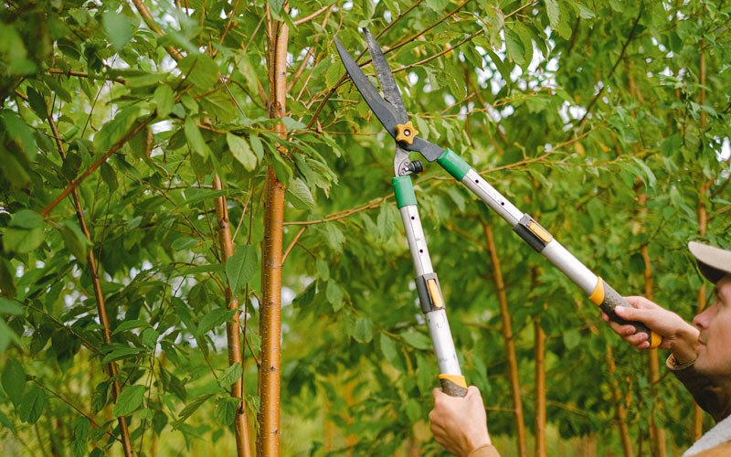 Tree trimming in Knife River, MN