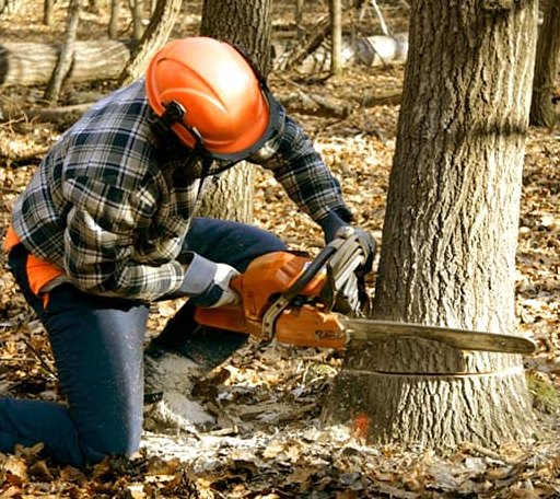 Tree Removal in Knife River, MN